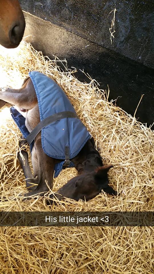 Baby Foal Veterinary 