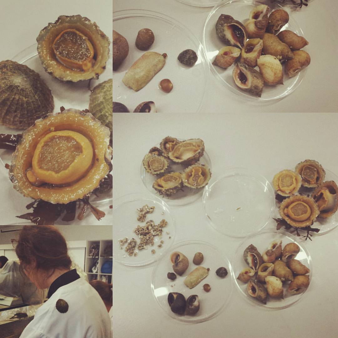 Limpets, whelks, limpets, barnacles, limpets... Never even heard of them until this lab!