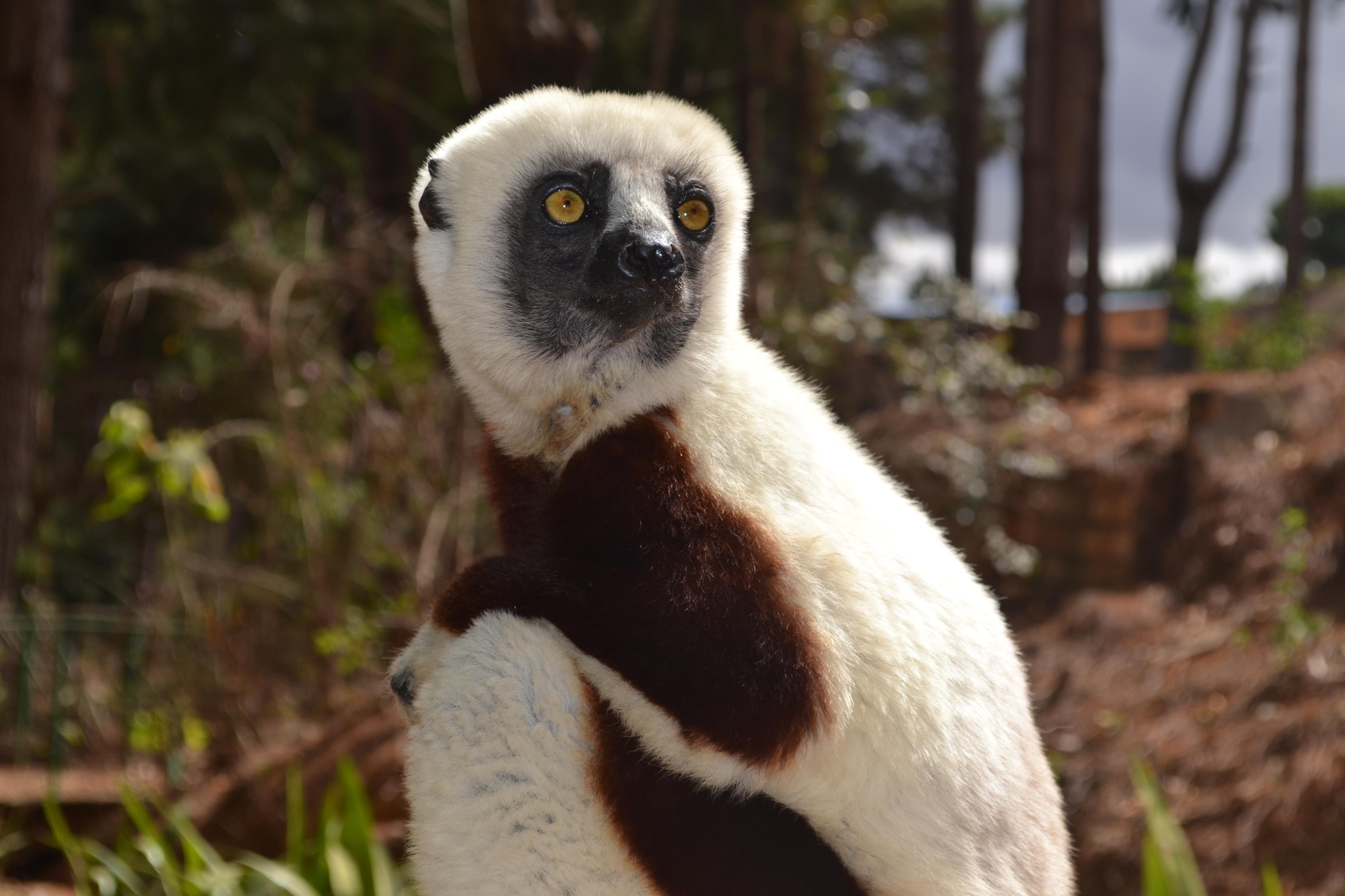 The beautiful Coquerel’s sifaka. I was lucky enough to be situated just a couple of feet from them on some days.