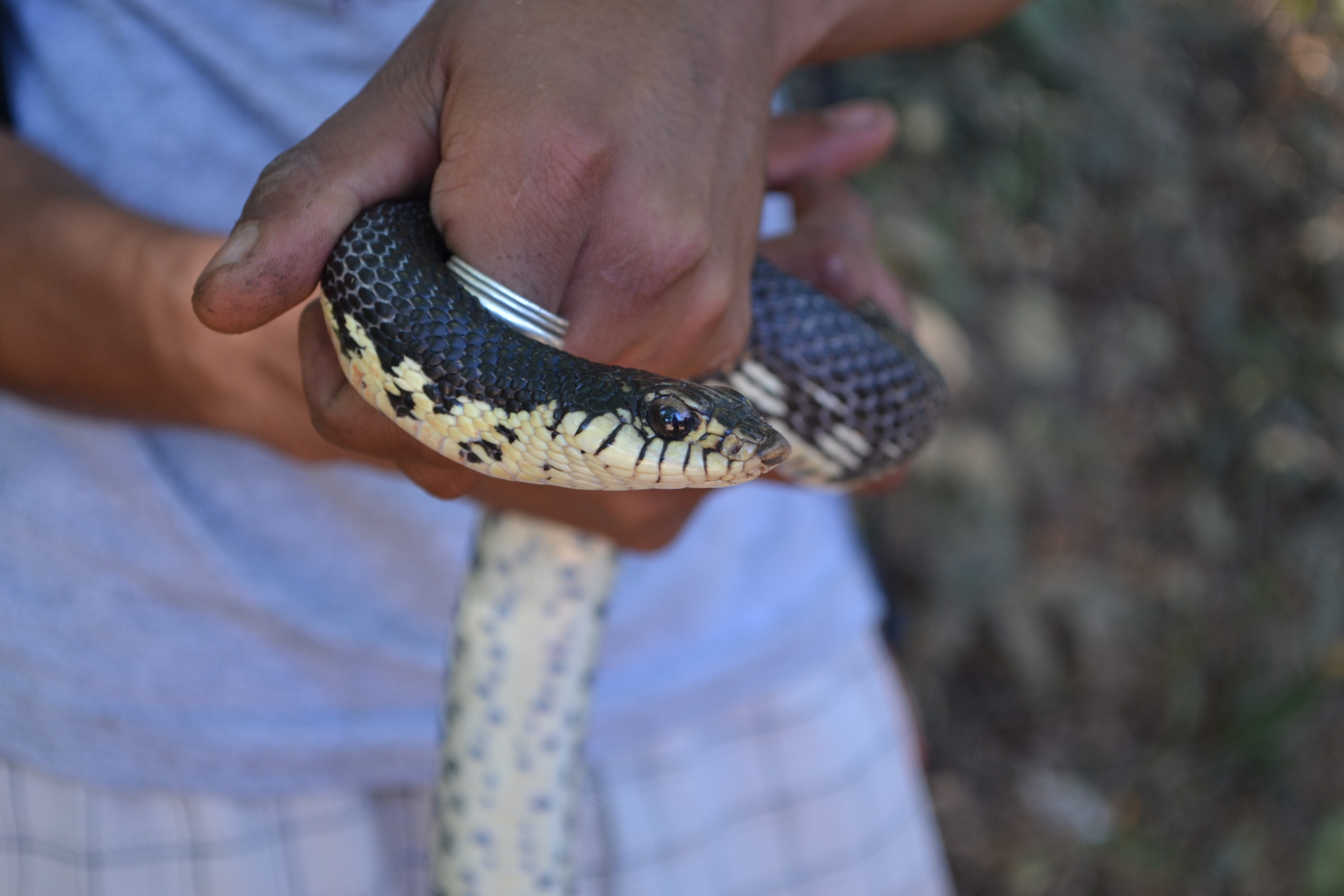 A giant Malagasy hognose snake. Cute, cuddly and pretty harmless.